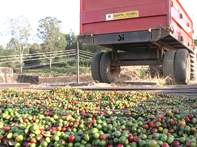 Este ano a previsão é que sejam colhidas 25 milhões de sacas de café. (foto: Reprodução / TV Sul)