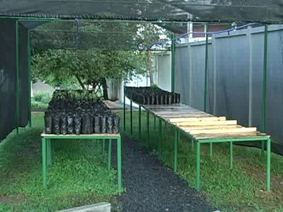 Copasa produz mudas para recuperação de nascentes. Viveiro é o segundo do distrito de São Sebastião do Paraíso. (foto: Reprodução / TV Sul)