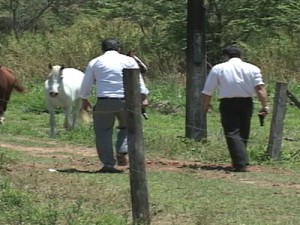 Policia Militar e Civil empenhadas na busca aos criminosos na zona rural de Guaxupé. (foto: Luiz Fernando Silva e Silva / TV Sul)