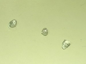 foto: Reprodução / TV Sul