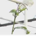 cultivo 0052