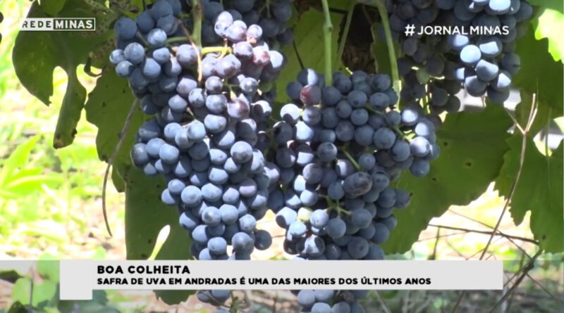 Produtores de Uva de Andradas comemoram uma das melhores safras dos últimos anos