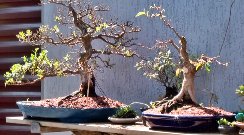 Bonsai: saiba tudo para cultivar plantas em miniatura
