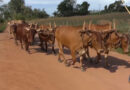 Família da zona rural de Areado mantém viva a tradição de carro de boi