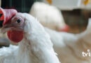 IMA orienta avicultores após confirmação de casos da gripe aviária no Brasil
