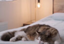 Dormir com animais de estimação traz benefícios a saúde