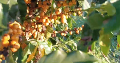 Café em Foco: Maturação precoce do café pode antecipar colheita da safra 2024