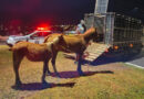 Cavalos soltos são recolhidos pela GCM em Guaxupé