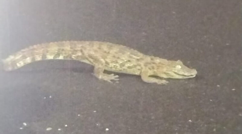 Jacaré de pequeno porte é capturado em Passos