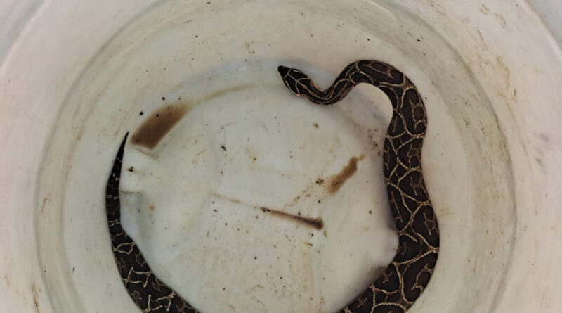 Urutu-cruzeiro é capturada pelos Bombeiros em empresa no Sul de Minas