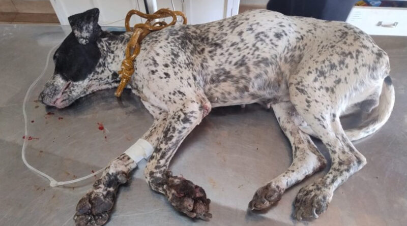 Homem é preso por maus-tratos a animais em Piumhi