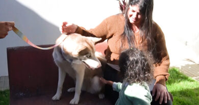 Bichoterapia: Cães no ambiente hospitalar ajudam na recuperação de paciente