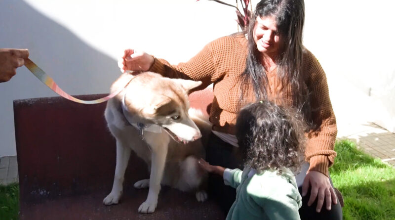 Bichoterapia: Cães no ambiente hospitalar ajudam na recuperação de paciente