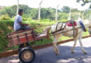 PROIBIÇÃO DOS CARROCEIROS EM BH