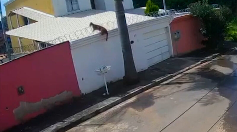 Animais