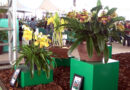 Visitação movimenta 74ª Exposição Nacional de Orquídeas em Guaxupé