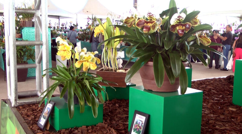 Visitação movimenta 74ª Exposição Nacional de Orquídeas em Guaxupé