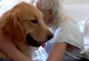 Hope, o cão terapeuta que leva acolhimento a pacientes do Hospital Risoleta Neves