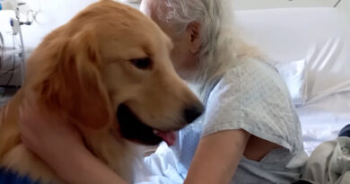 Hope, o cão terapeuta que leva acolhimento a pacientes do Hospital Risoleta Neves