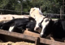 Caso de raiva bovina confirmado.
