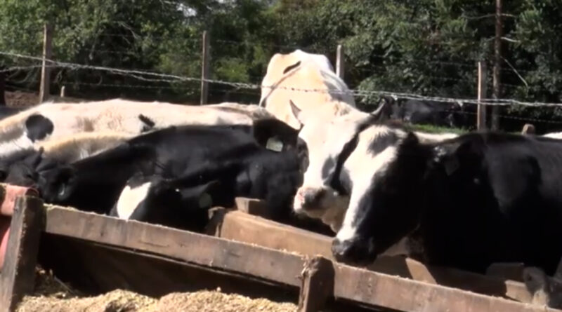Caso de raiva bovina confirmado.