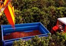 Colheita de café na área de atuação da Cooxupé chega a 74,6%