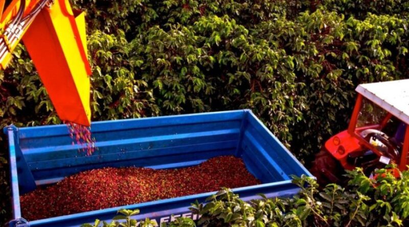 Colheita de café na área de atuação da Cooxupé chega a 74,6%