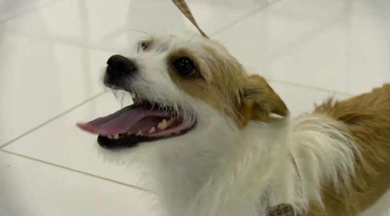 Cuidados para evitar intoxicação em cães e gatos